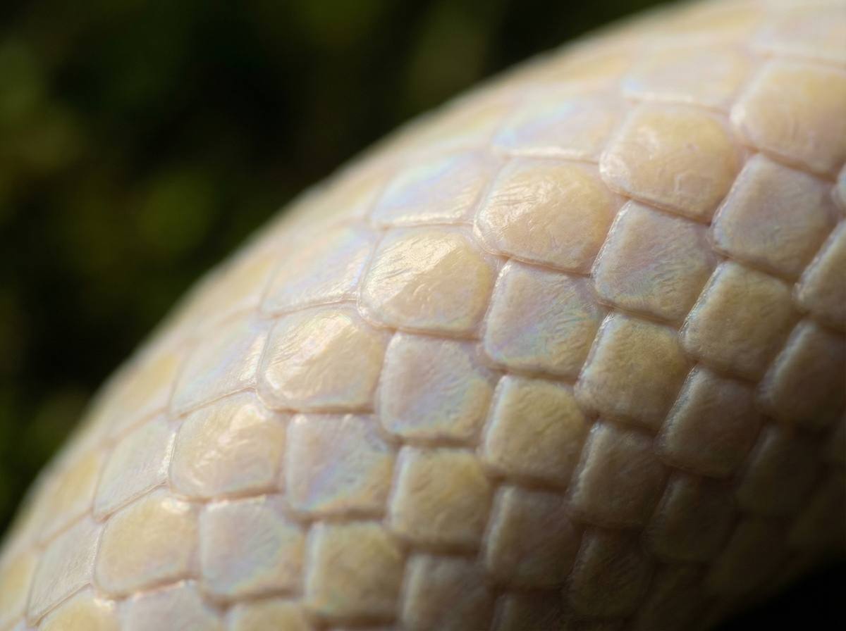 国产主播蟒蛇微距视频 - 蟒蛇鳞片微距摄影技巧分享